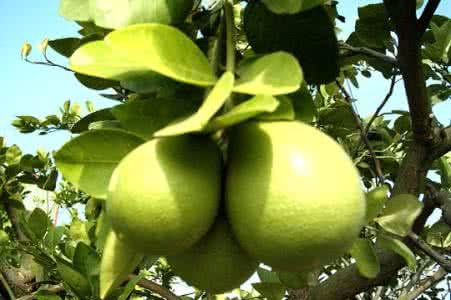 九游网页客户端案例展示一