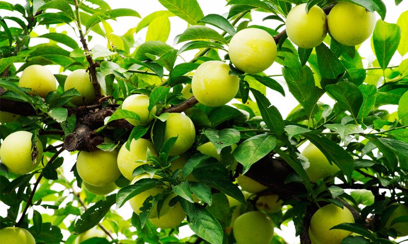 九游网页客户端案例展示二